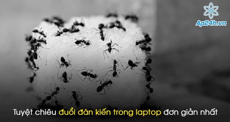 Tuyệt chiêu đuổi đàn kiến trong laptop đơn giản và dễ thực hiện nhất